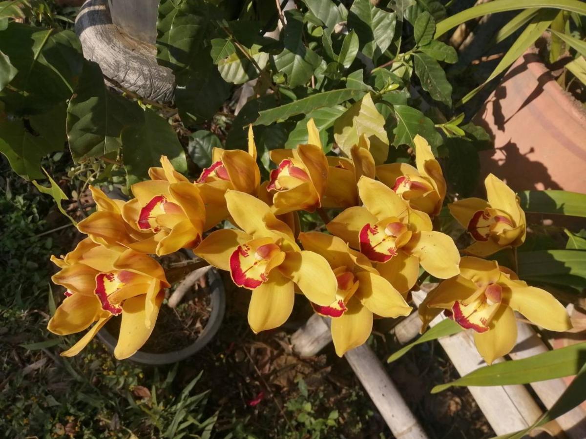 Ban Chomdoi Resort PhaTang Ban Pha Tang Bagian luar foto